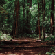 A wooded area.